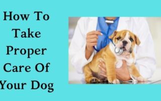 How To Take Proper Care Of Your Dog-www.justlittlethings.co.uk